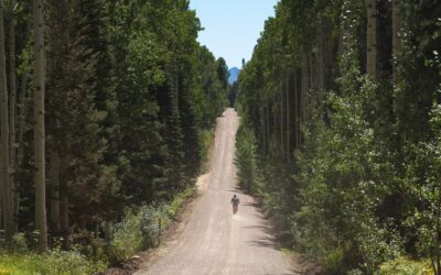 An Optibike Electric Bike riding down a long mountain road, surrounded by tall pine trees.